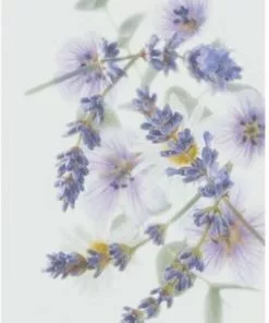 Goedkoop ???? Yardley London Yardley EL 3x100g Soap ????