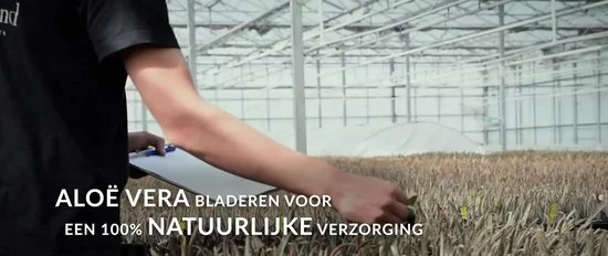 Kopen ???? Dr. Green® 1x Aloë Vera Blad Met Handleiding - Voor Huid, Haar, Acne & Meer - Gezicht Masker Maken - Puur Gel En 100% Biologisch ???? 2 Kopen ???? Dr. Green® 1x Aloë Vera Blad Met Handleiding - Voor Huid, Haar, Acne & Meer - Gezicht Masker Maken - Puur Gel En 100% Biologisch ???? - Afbeelding 2