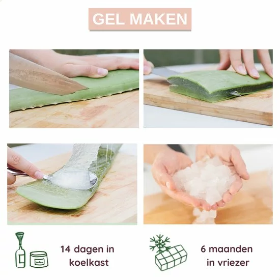 Kopen ???? Dr. Green® 1x Aloë Vera Blad Met Handleiding - Voor Huid, Haar, Acne & Meer - Gezicht Masker Maken - Puur Gel En 100% Biologisch ???? 4 Kopen ???? Dr. Green® 1x Aloë Vera Blad Met Handleiding - Voor Huid, Haar, Acne & Meer - Gezicht Masker Maken - Puur Gel En 100% Biologisch ???? - Afbeelding 4