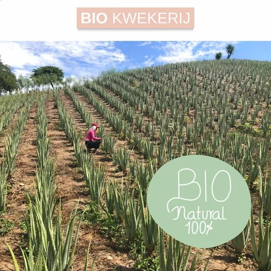 Kopen ???? Dr. Green® 1x Aloë Vera Blad Met Handleiding - Voor Huid, Haar, Acne & Meer - Gezicht Masker Maken - Puur Gel En 100% Biologisch ???? 5 Kopen ???? Dr. Green® 1x Aloë Vera Blad Met Handleiding - Voor Huid, Haar, Acne & Meer - Gezicht Masker Maken - Puur Gel En 100% Biologisch ???? - Afbeelding 5