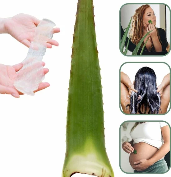 Kopen ???? Dr. Green® 1x Aloë Vera Blad Met Handleiding - Voor Huid, Haar, Acne & Meer - Gezicht Masker Maken - Puur Gel En 100% Biologisch ???? 1 Kopen ???? Dr. Green® 1x Aloë Vera Blad Met Handleiding - Voor Huid, Haar, Acne & Meer - Gezicht Masker Maken - Puur Gel En 100% Biologisch ????